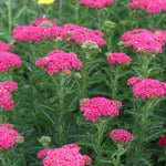 Achillea 'sassy Summer Taffy' 2l Salmon-pink Perennial | Set of 1