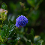 Ceanothus Skylark Blue Californian Lilac Evergreen Shrub Plant