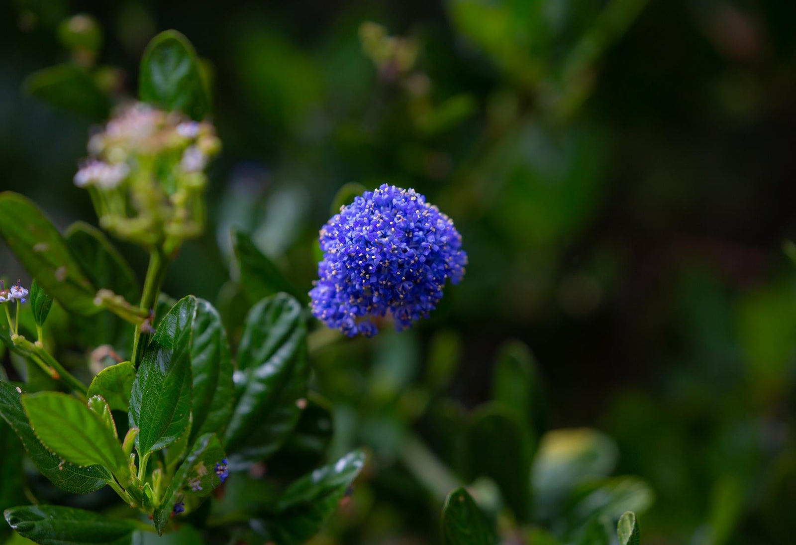 Ceanothus Skylark Blue Californian Lilac Evergreen Shrub Plant