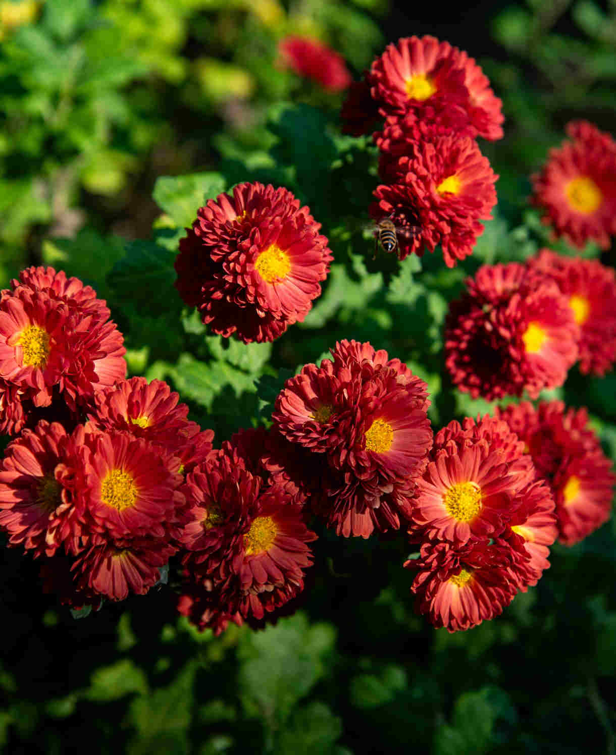 Dendranthema Beppe Red - 1 litre pots | Set-of-1 | Red