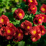 Dendranthema Beppe Red - 1 litre pots | Set-of-3 | Red