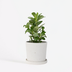 Desert Rose - Adenium Obesum - Height 25-40cm - ⌀10,5cm | Set of 1 | Pink