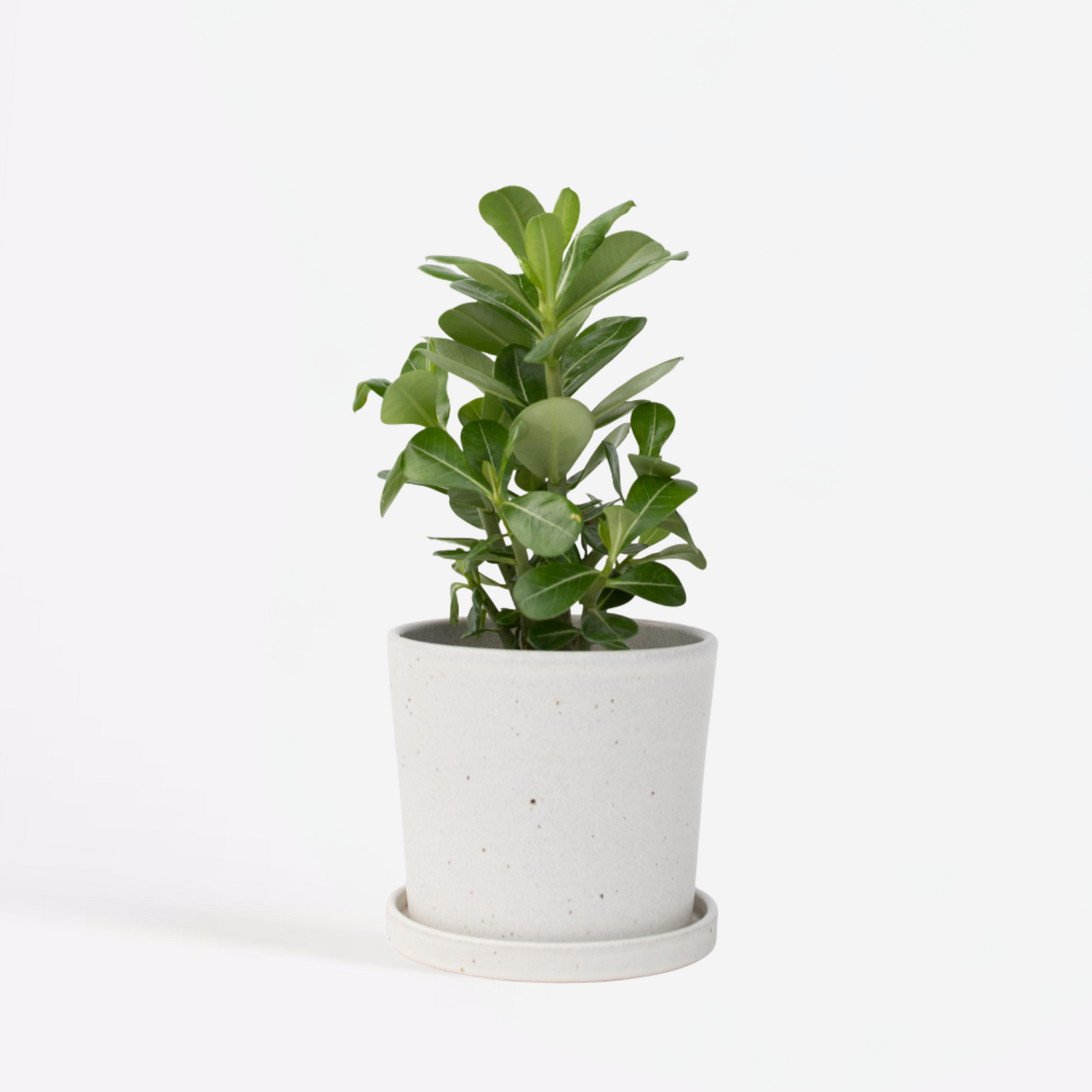 Desert Rose - Adenium Obesum - Height 25-40cm - ⌀10,5cm | Set of 1 | Pink