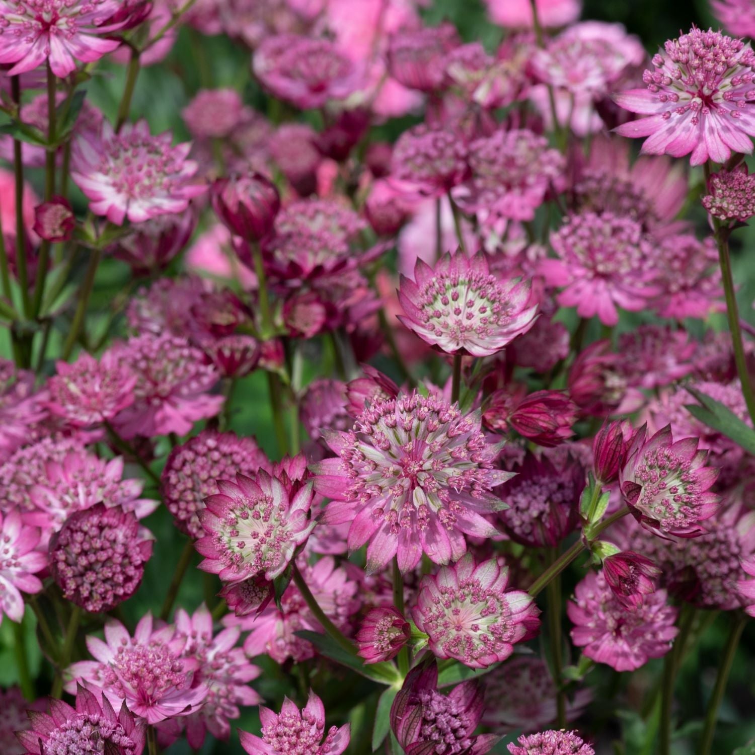 Astrantia 'button Cerise' - Cerise-pink Pincushion Perennial | 1 x 2L | Pink