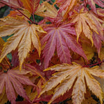 Japanese Maple - Acer Palmatum 'Orange Dream' - Height 60-70cm - ⌀19cm | Set-of-1 | Green