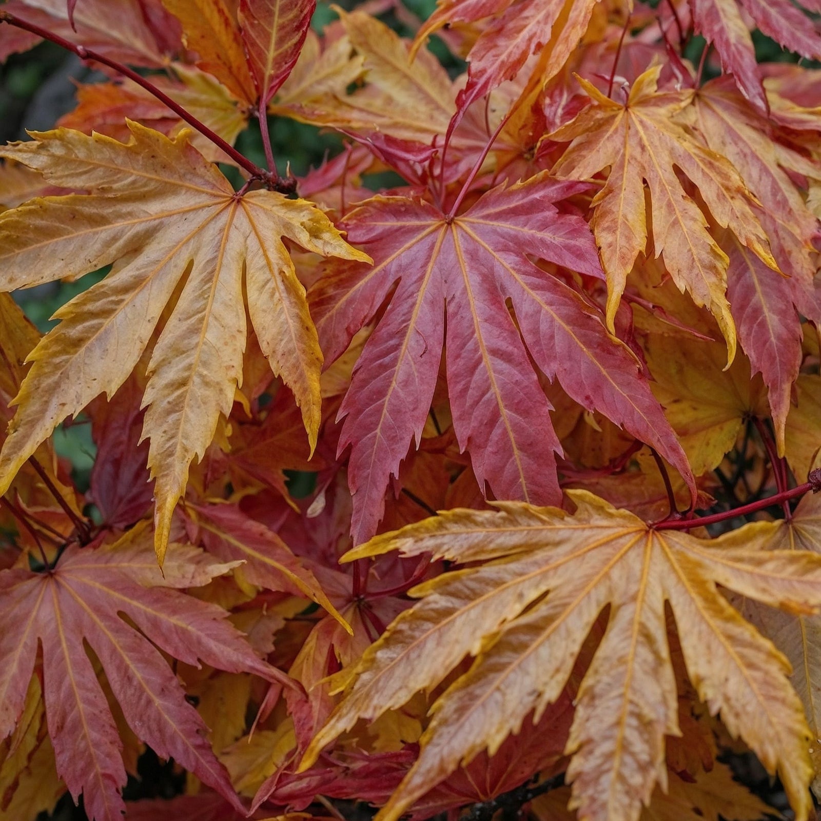 Japanese Maple - Acer Palmatum 'Orange Dream' - Height 60-70cm - ⌀19cm | Set of 2 | Green