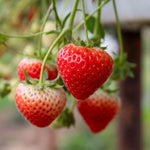 Strawberry 'sweetheart' - Early, Heavy-cropping, Disease-resistant | 3 x 7cm Plants | Red