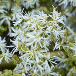 Charismatic Loropetalum Collecion - Chinese Fringe Flower Set Of 3 In 9cm Pots