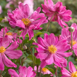 Anemone 'prinze Heinrich' Deep Pink Late-summer Perennial | 1 x 2L | Pink
