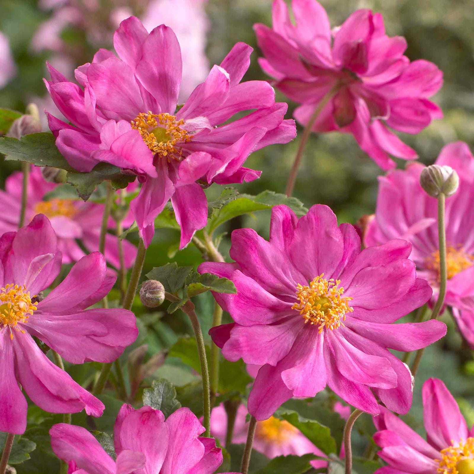Anemone 'prinze Heinrich' Deep Pink Late-summer Perennial | 1 x 2L | Pink