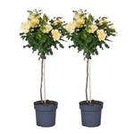Palace Rose - Height 80-100cm - ⌀19cm | Set-of-2 | Yellow
