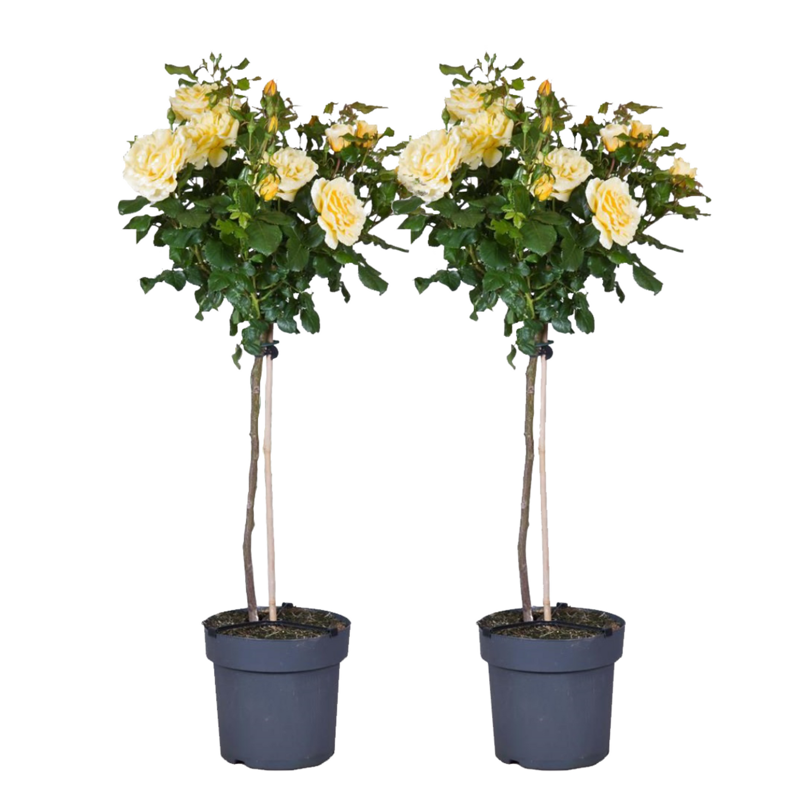Palace Rose - Height 80-100cm - ⌀19cm | Set-of-2 | Yellow