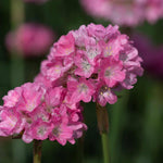 Armeria 'dreameria Daydream' Pink Pompom Perennial | 1 x 2L | Pink