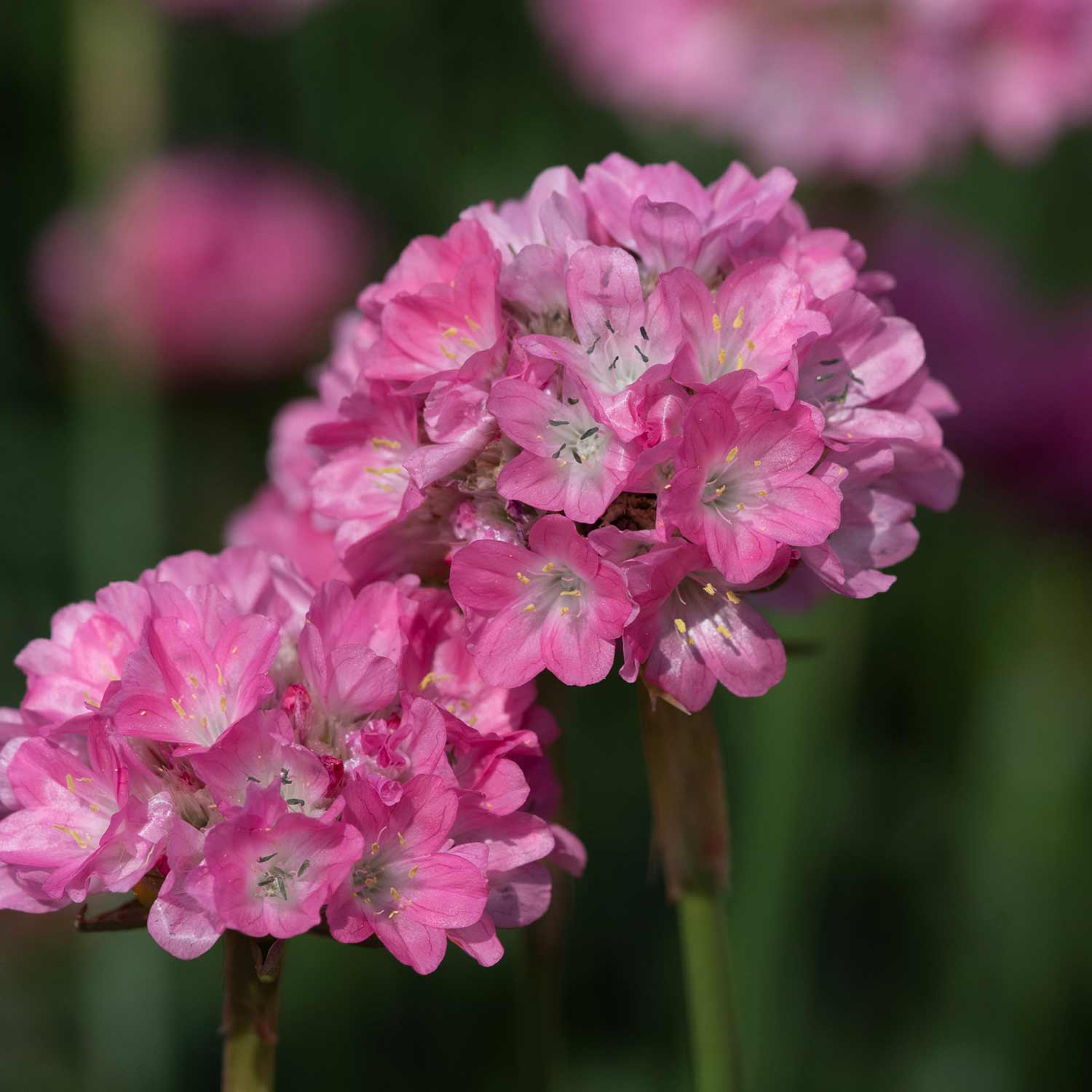 Armeria 'dreameria Daydream' Pink Pompom Perennial | 1 x 2L | Pink