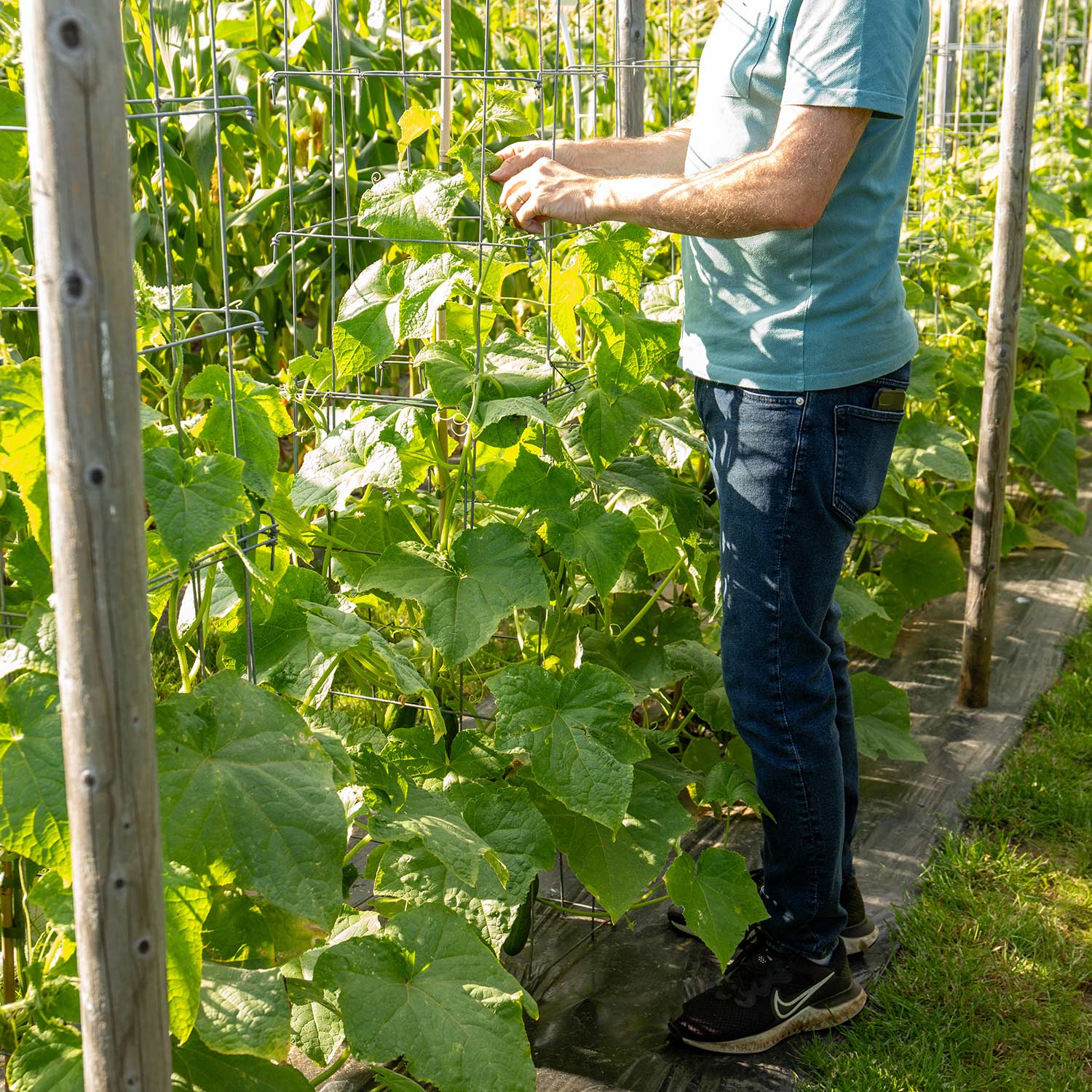 Cucumber 'euphya' All-female Disease-resistant Variety | 6 x Jumbo Plugs | Green