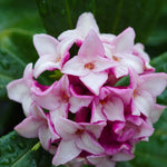Fragrant Daphne Odora Duo - Supplied In 1l Pots