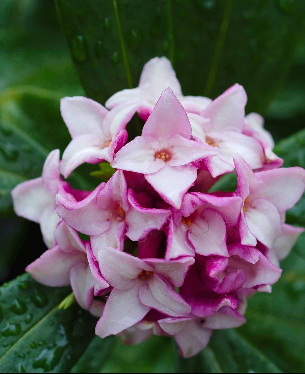 Fragrant Daphne Odora Duo - Supplied In 1l Pots