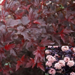 Direct Plants Physocarpus Lady In Red Leaf Shrub Plant Supplied In A 9cm Pot