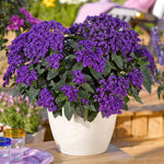 Heliotrope 'honey Blue' - Compact Fragrant Container Plug Plants | 12 x Plug Plants | Purple