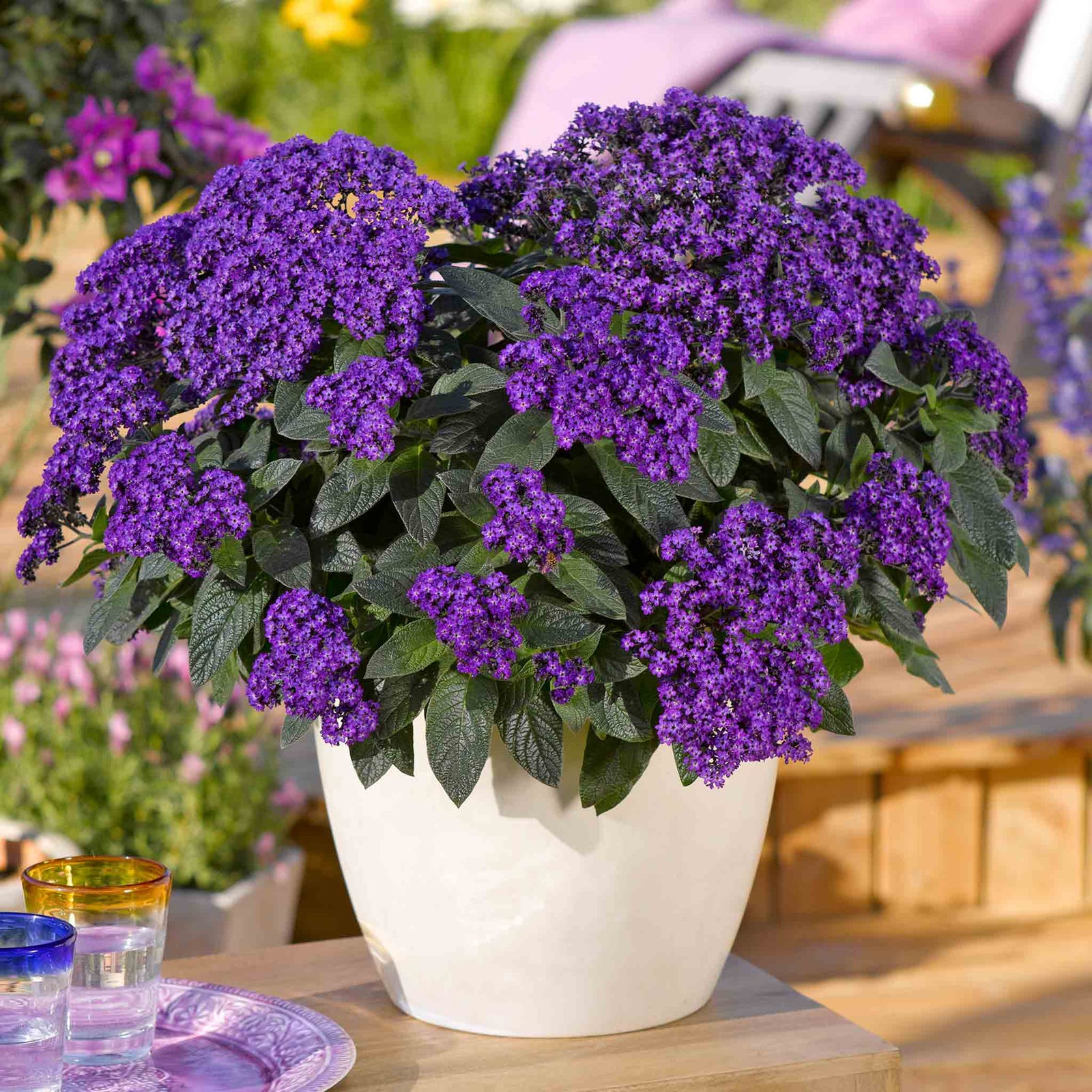 Heliotrope 'honey Blue' - Compact Fragrant Container Plug Plants | 12 x Plug Plants | Purple