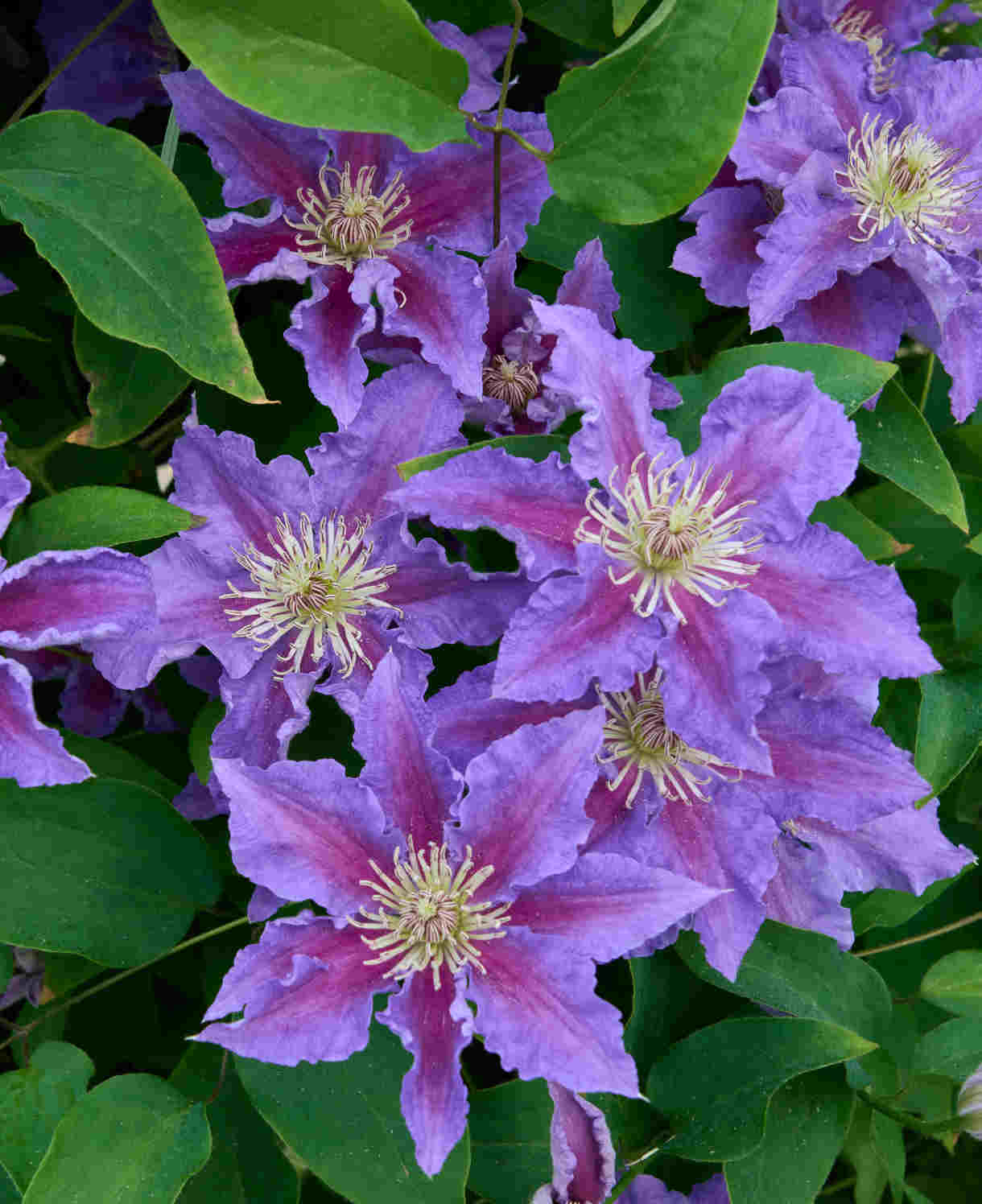 Clematis Baroness Fookes - 7cm pot | 3 x 7cm | Purple