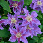 Clematis Baroness Fookes - 7cm pot | 1 x 7cm | Purple