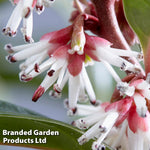 Sarcococca Winter Gem 9cm Pot | Set of 1