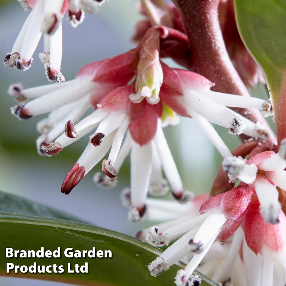 Sarcococca Winter Gem 9cm Pot | Set of 1