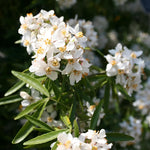 Choisya Aztec Pearl Fragrant Evergreen Shrub Supplied In A 3 Litre Pot