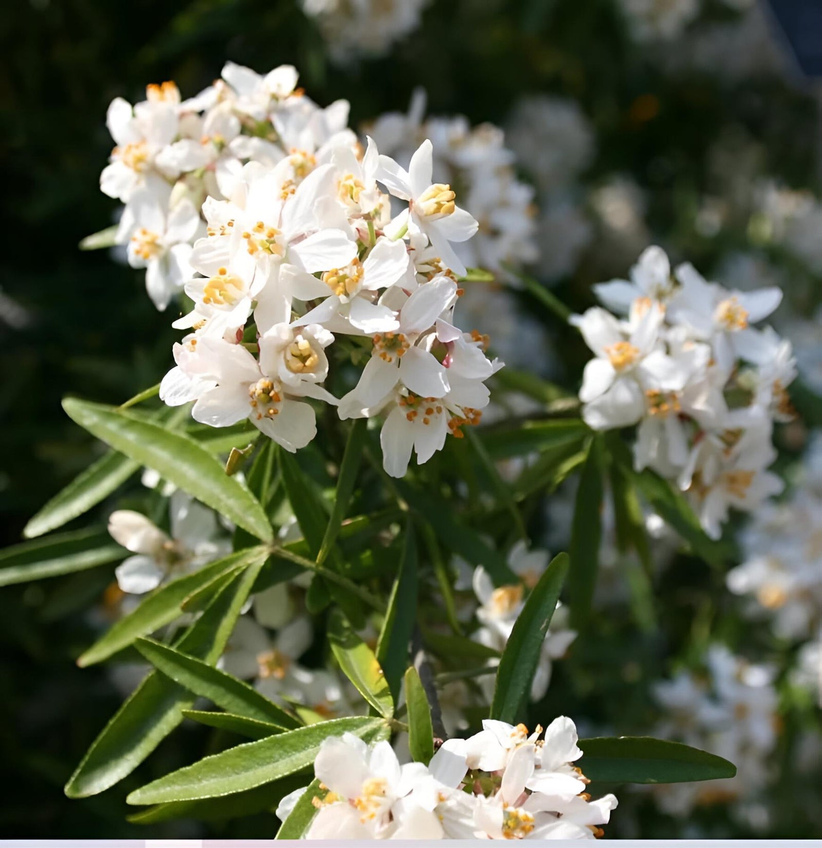 Choisya Aztec Pearl Fragrant Evergreen Shrub Supplied In A 3 Litre Pot