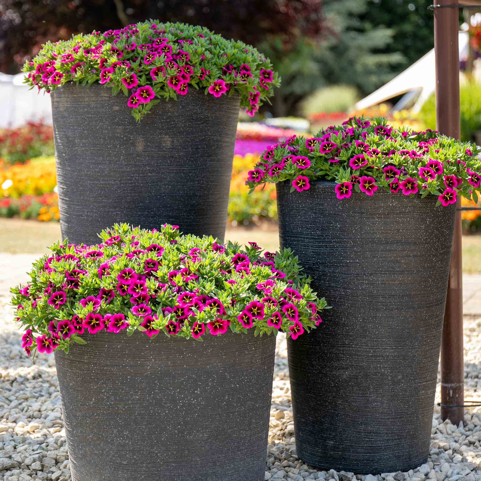 Calibrachoa 'cabaret Good Night Kiss' - Fuchsia Trailing Bedding Plant | 12 x Plug Plants | Fuchsia