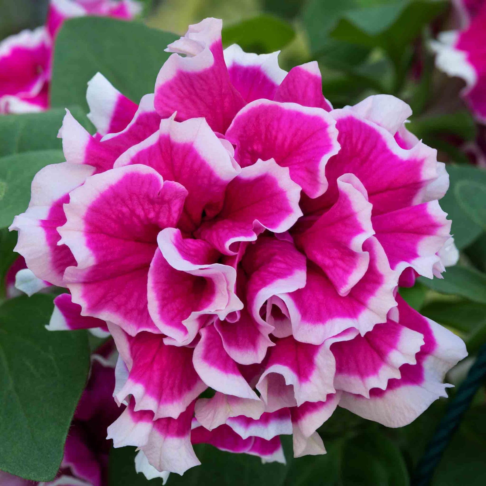 Petunia Tumbelina Anna - Double Rose-pink Trailing Petunia | 6 x Plug Plants | Multi