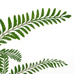 6 X 55cm Himilayan Maidenhair Fern Bush Dark Green Plant