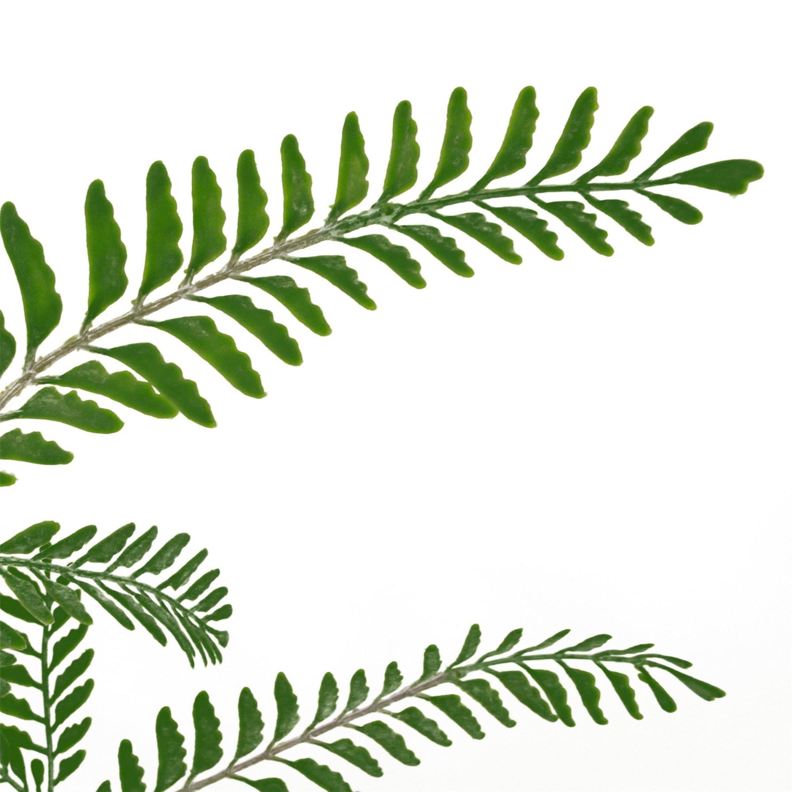 6 X 55cm Himilayan Maidenhair Fern Bush Dark Green Plant