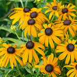 Rudbeckia 'goldsturm' Hardy Perennial | Set of 1