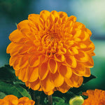 Dahlia 'sylvia' Orange Ball Tuber 90-120cm | 1 x Bulb | Orange