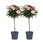 Palace Rose - Height 80-100cm - ⌀19cm | Set of 2 | Orange
