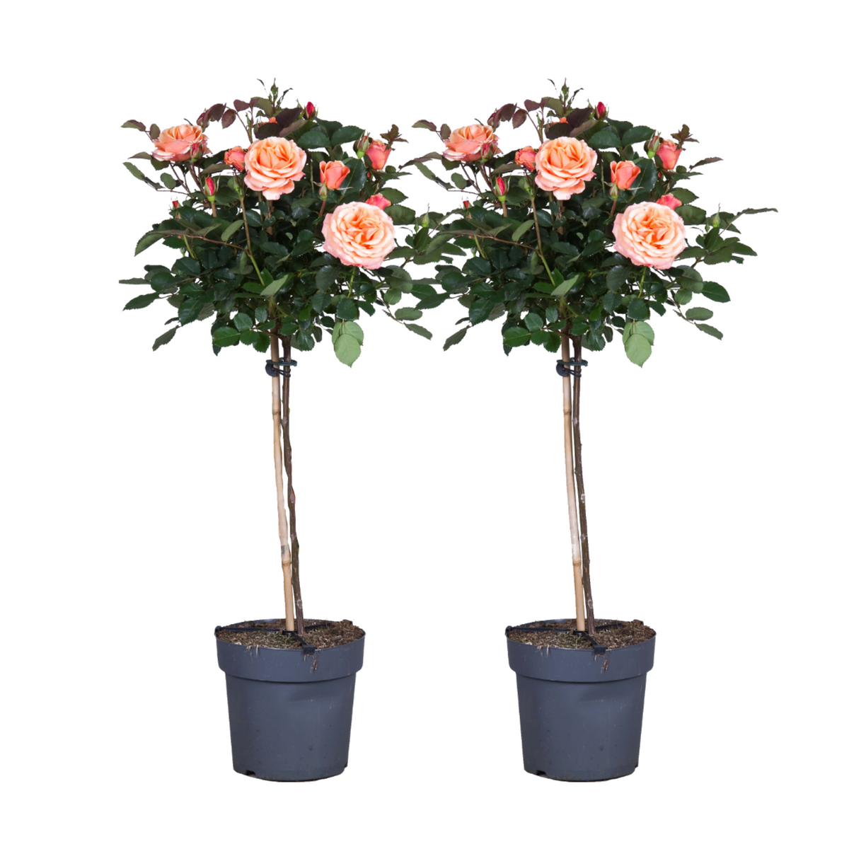 Palace Rose - Height 80-100cm - ⌀19cm | Set of 2 | Orange