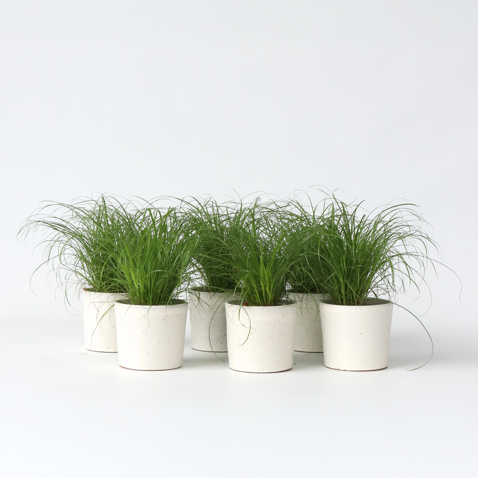 Cat Grass - 6 Pcs. - Cyperus Zumula - Height 30-40cm - ⌀12cm | Set of 6 | Green