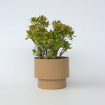 Jade Plant - Crassula Ovata 'sunset' - Height 55-60cm - ⌀30cm | Set-of-1 | Green