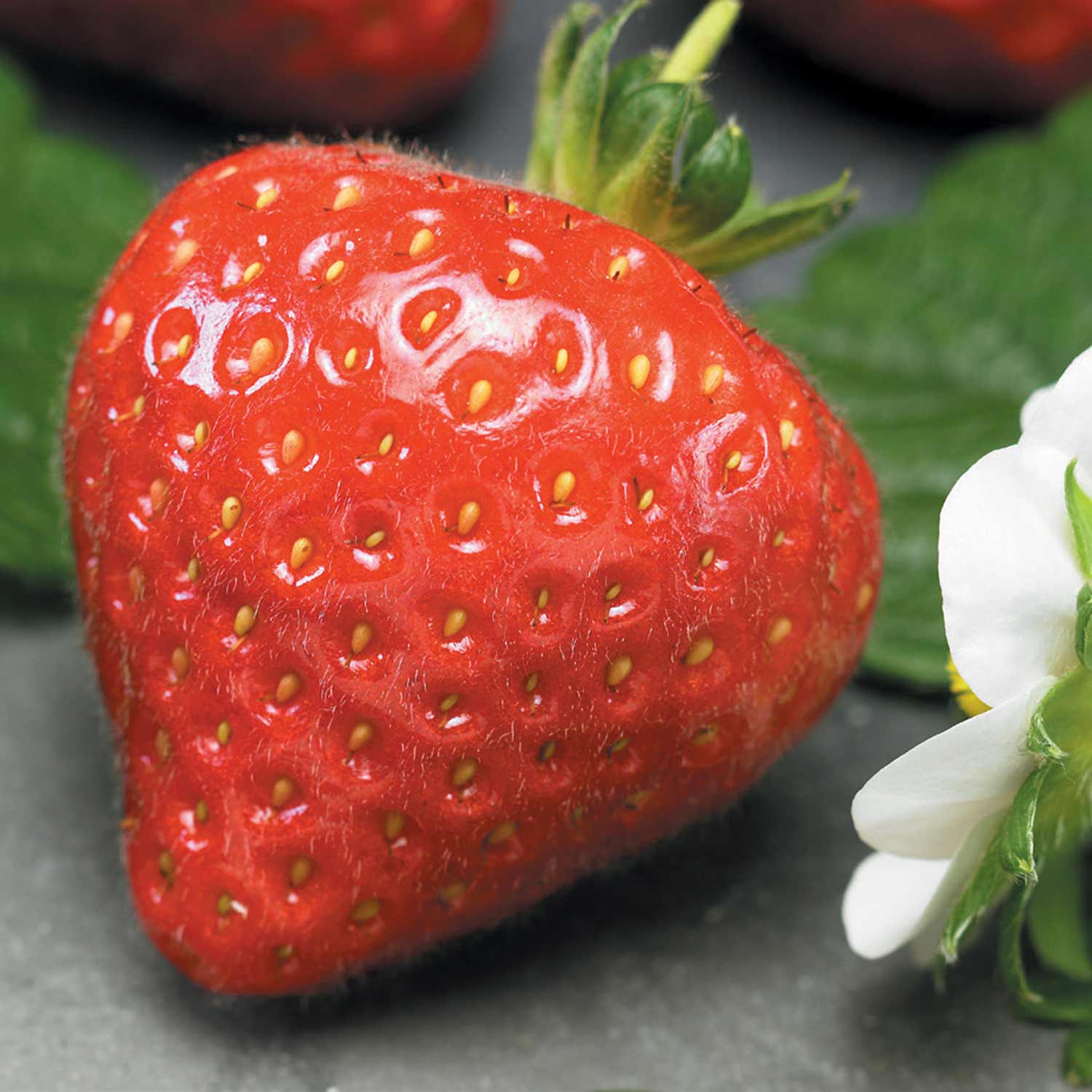 Strawberry 'grandian' F1 Perpetual Large Sweet Berries | 21 Seeds | Red