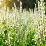 Abundant Betonica Collection - Stachys Collection In White, Pink And Purple 1 Of Each In 9cm Pots