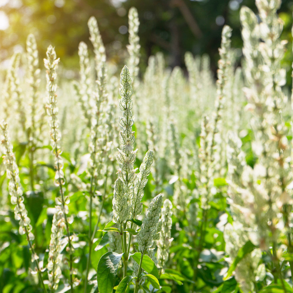 Abundant Betonica Collection - Stachys Collection In White, Pink And Purple 1 Of Each In 9cm Pots