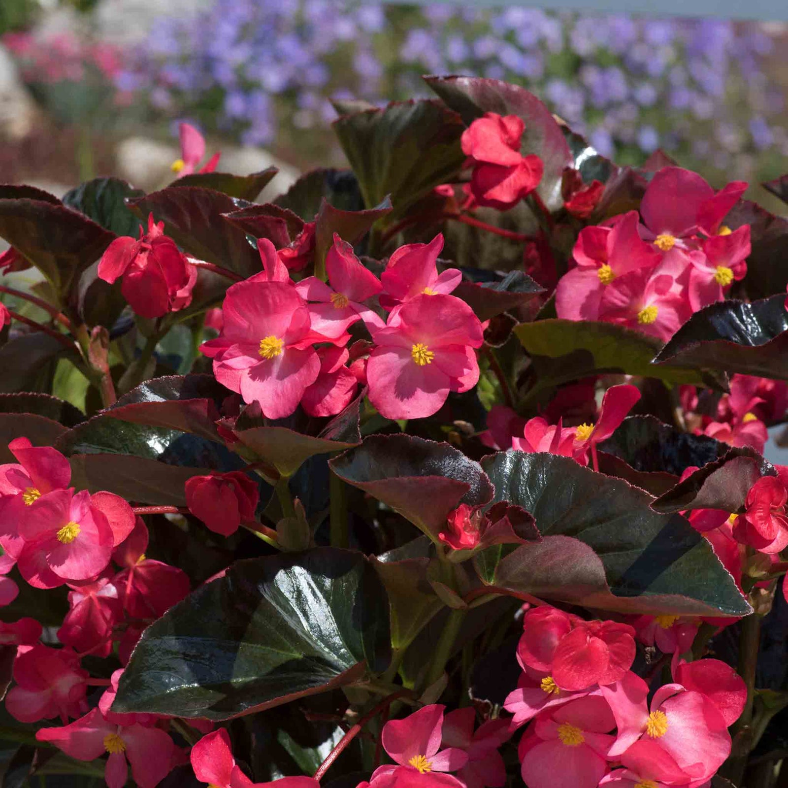 Begonia 'megawatt Rose With Bronze Leaf' - Long-flowering Bedding Plant | 6 x Plug Plants | Multi