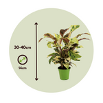Prayer Plant - Calathea 'yellow Fusion' - Height 30-40cm - ⌀14cm | Set of 1 | Green