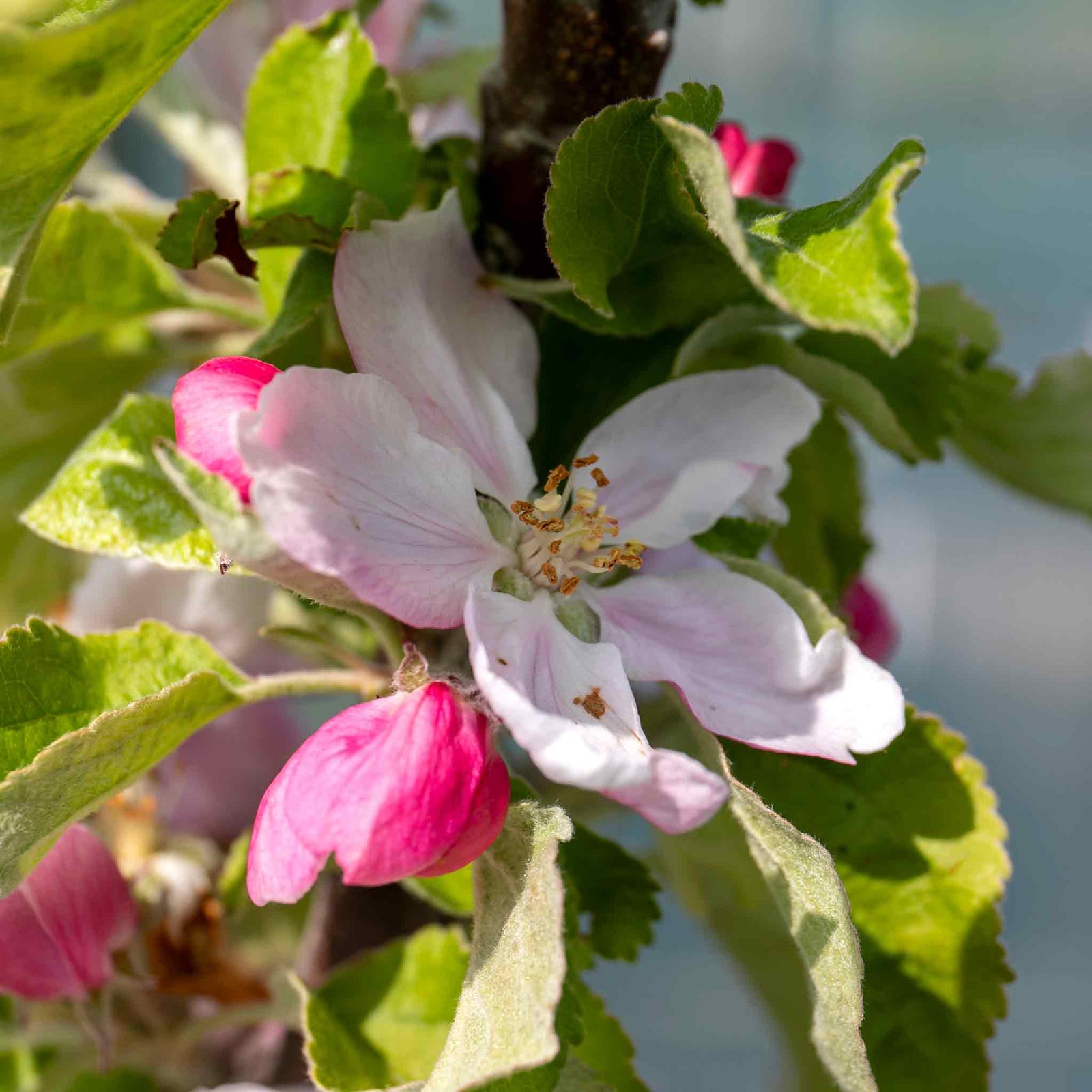 Jonagold Apple Tree M9 Dwarf Rootstock For Patio And Containers | 1 x 5L