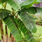 Hayloft Musa Sikkimensis ‘Ever Red’ - Banana Plant - 1 x 9cm Pot