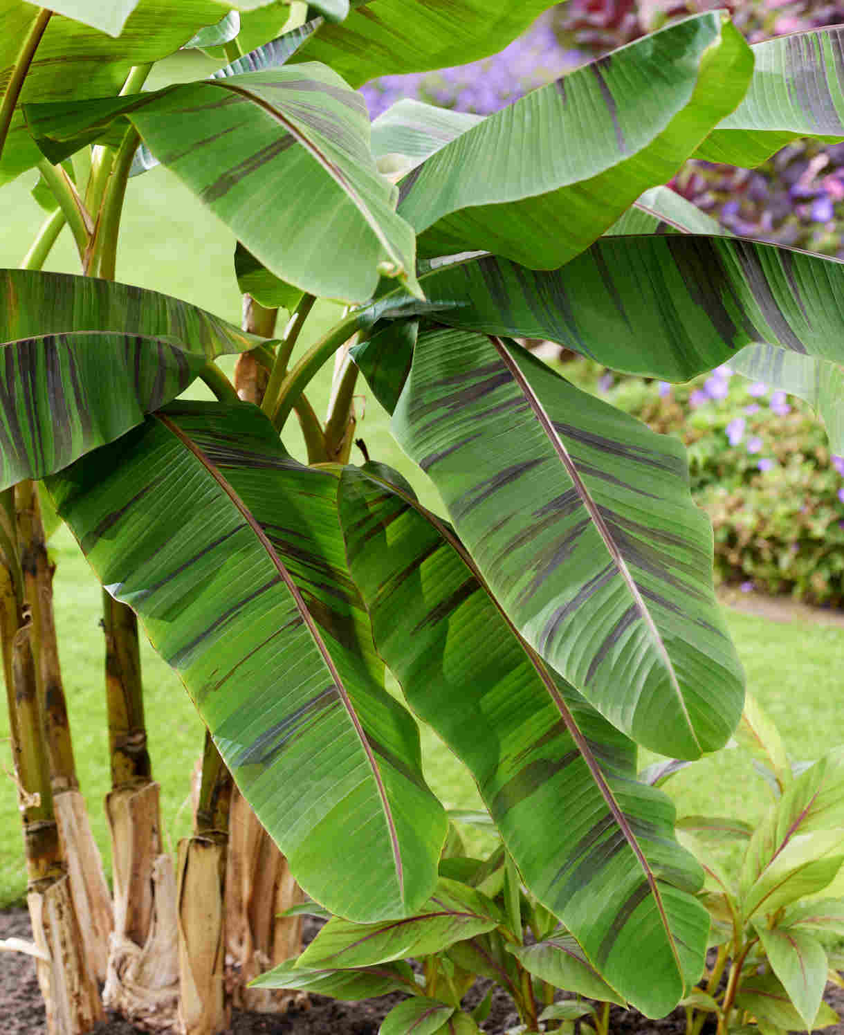 Hayloft Musa Sikkimensis ‘Ever Red’ - Banana Plant - 1 x 9cm Pot