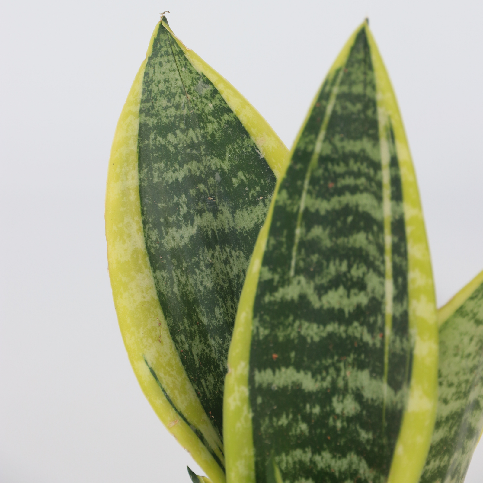 Snake Plant - 3 Pcs. - Sansevieria 'futura Superba' - Height 35-40cm - ⌀12cm | Set of 3 | Green