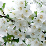 Malus Snowcloud Crab Apple Tree 6ft Tall Supplied In A 12 Litre Pot